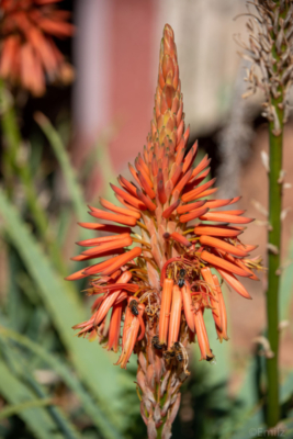 kmr_2019-natuur-7394