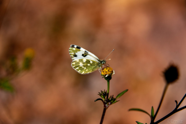 kmr_2019-natuur-7396