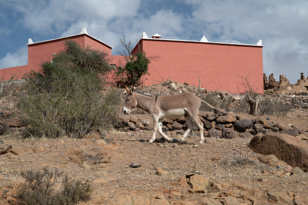 maroc_dieren-6731