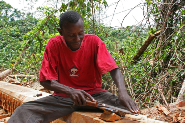 bosbouw boomschillen